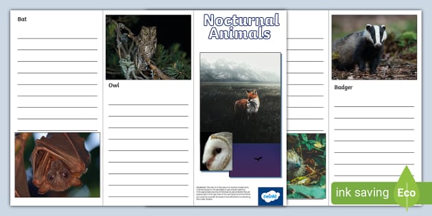 Nocturnal Animals Leaflet Template (Teacher-Made) - Twinkl