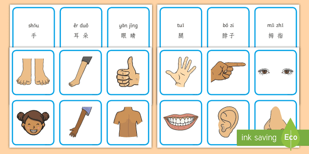 身体部位名称搭配卡片 拼音 身体部位 头 头发 眼睛 搭配卡片 拼音