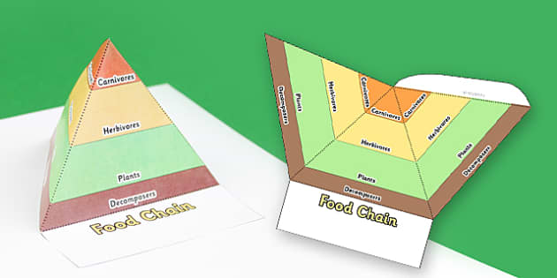 Food Chain Pyramids Foldable Visual Aid Template food chain