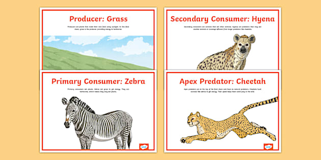 Cheetah Food Chain Display Posters (teacher made) - Twinkl