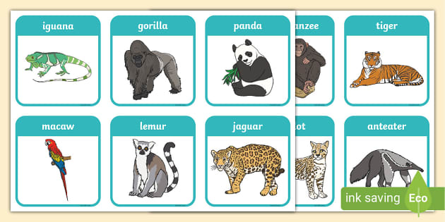 Rainforest Animal Flashcards (teacher made) - Twinkl