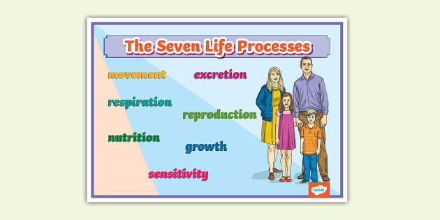 The Seven Life Processes Display Poster - Twinkl