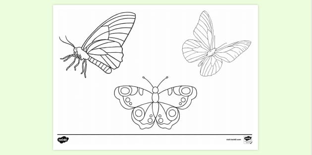 Free Butterflies Colouring Page Colouring Sheets