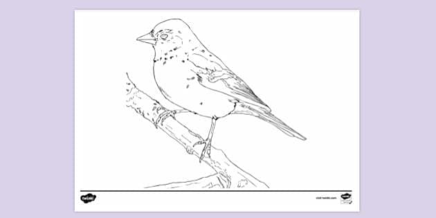 Bluejay Bird Colour Pencil Drawing On Stock Illustration 1454206955 |  Shutterstock