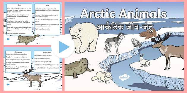 Winter Arctic Animals Habitat PowerPoint English/Hindi