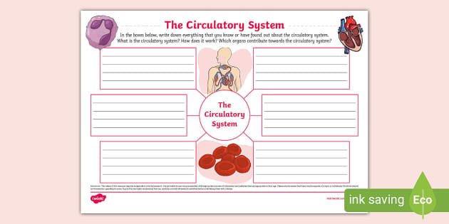 The Circulatory System Mind Map The Circulatory System