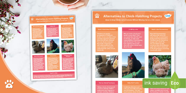 Alternatives To Chick-Hatching Projects - Information Sheet