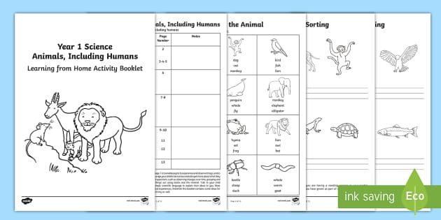 Year 1 Science Learning From Home (Animals, Including Humans) Activity ...