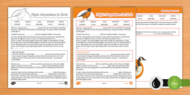 Flight Adaptations In Birds Cloze Activity (teacher Made)