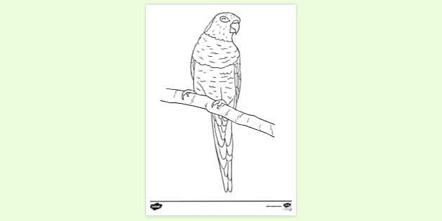 FREE! - Rainbow Lorikeet Colouring | Colouring Sheets