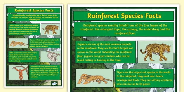 Rainforest Species Facts Display Poster (teacher Made)