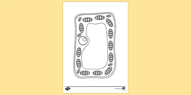 Free Typical Plant Cell Colouring Sheet Colouring Sheets Free Typical Plant Cell Colouring Sheet Colouring Sheets