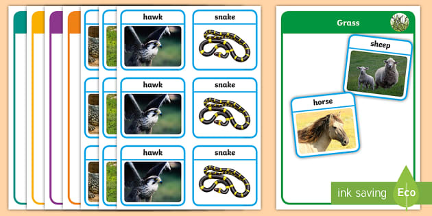 Animals and Their Food Matching Activity (teacher made)