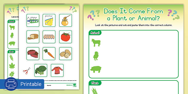 Grade 3 Life Skills: Does It Come From a Plant or Animal?