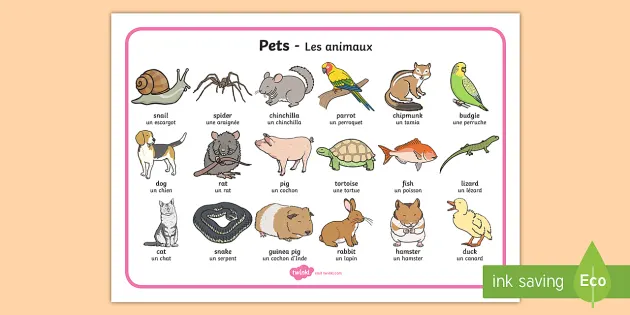 pets word mat english french domestic animals pets word mat