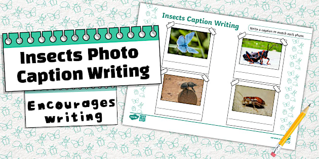Foundation Phase Life Skills - Insects - Photo Caption Writing Template ...