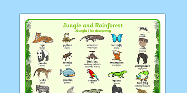 Jungle And Rainforest Word Mat Polish Translation - Twinkl