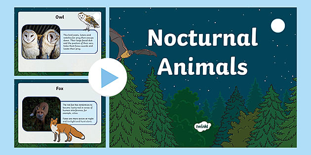 Nocturnal Animals PowerPoint | Primary Resources - Twinkl