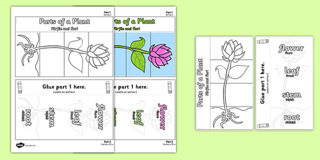 parts-of-a-plant-foldable-interactive-visual-aid-template-romanian