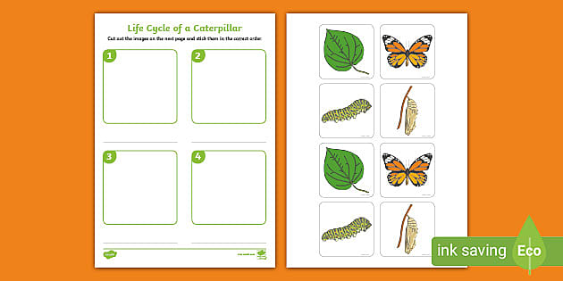 Caterpillar Life Cycle Cut and Stick Worksheet EYFS - Twinkl