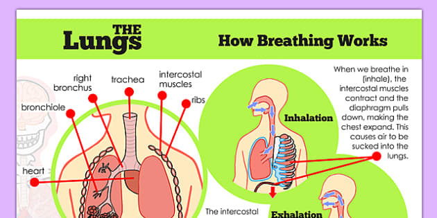 Human Body Lungs Diagram Display Poster