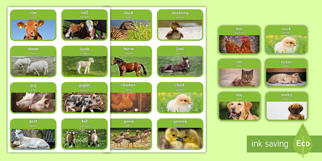 Mothers and their Young Farm Animals Flashcards - English / Spanish