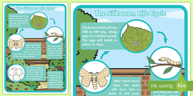 Draw the life cycle of silk moth Label it - Science - Fibre to Fabric -  12686705 | Meritnation.com