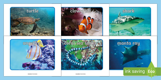 Under the Sea Pictures | Sea Animals | Display Resources
