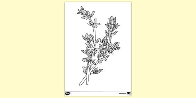 FREE! - Thyme Colouring Page (teacher made) - Twinkl