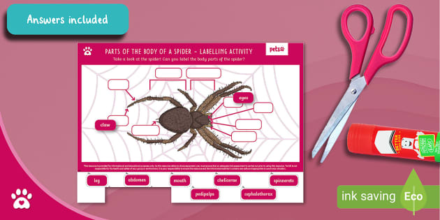 Parts of the Body of a Spider - Labelling Activity - Pets