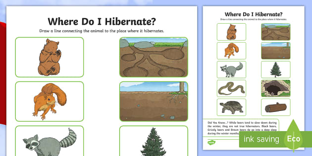 Where Do I Hibernate? Worksheet / Worksheet (teacher made)