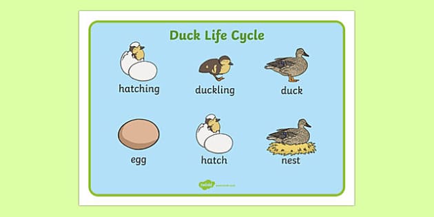 Duck Life Cycle  Life cycles, Life, Vocabulary cards