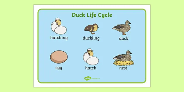 Duck Life Cycle 3-part Cards & Worksheets PDF / Montessori 