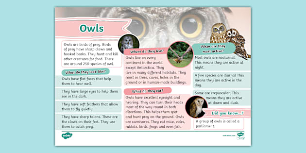 KS1 Owls Fact File Birds Of Prey Animals KS1 Twinkl
