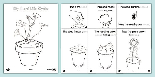 seeds growing into plants worksheet