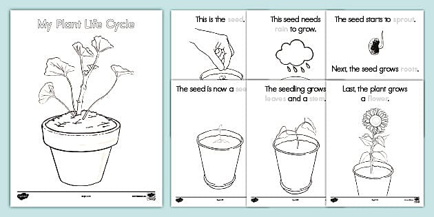 Kindergarten Plant Worksheets Printable Kindergarten Worksheets