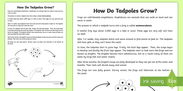 How Do Tadpoles Grow? Explanation Writing Sample-Australia How Do Tadpoles Grow? Explanation Writing Sample-Australia