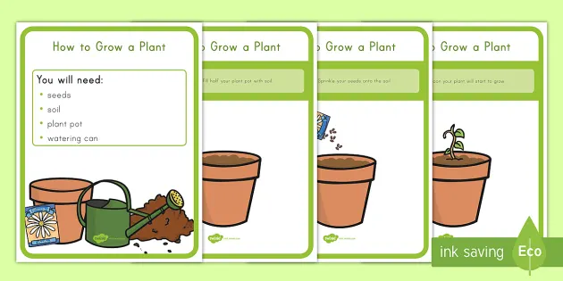 Comment faire pousser une plante (teacher made) - Twinkl