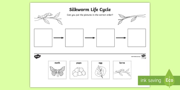 Silkworm life cycle worksheet