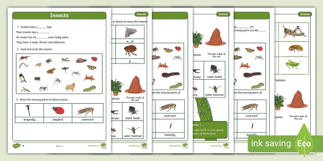 Insects Differentiated Worksheets (teacher made) - Twinkl