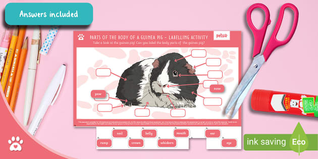 Parts of the Body of a Guinea Pig - Labelling Activity