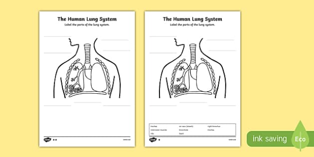 Human Body Lungs Diagram Labelling Worksheet / Activity Sheet - ourselves