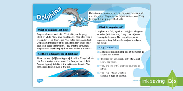 Fun Facts About Dolphins Twinkl