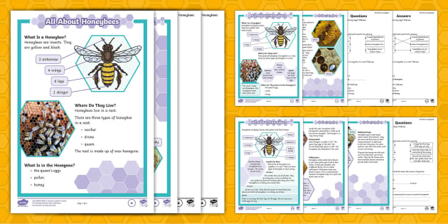 All About Honeybees Year 2 Non Fiction Reading Comprehension