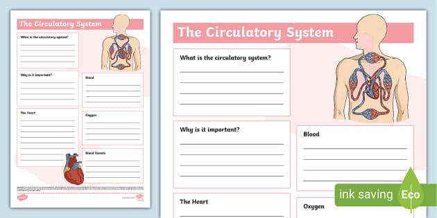 The Circulatory System Fact File Template (teacher made)