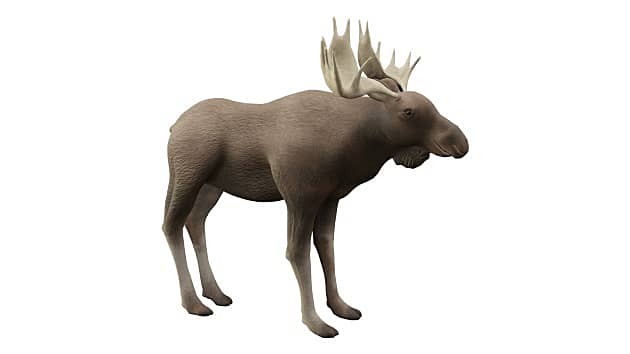 3D Model: Mammals - Moose (Teacher-Made) - Twinkl