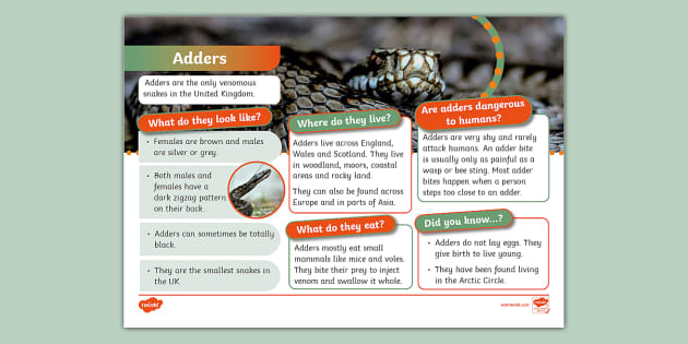 Ks1 Adder Fact File Animals Reptiles Snakes Twinkl