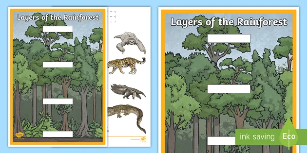 rainforest layers for kids with animals