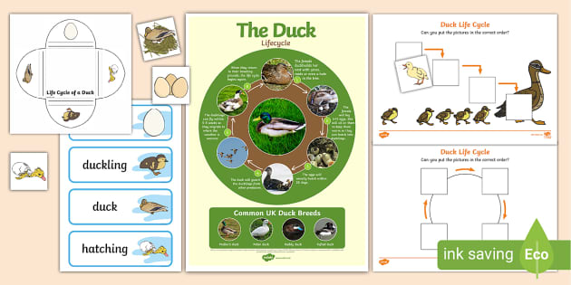 Duck Life Cycle Pack with Observation Journal by Herding Kats in  Kindergarten