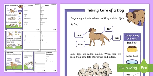 KS1 How To Look After A Dog Differentiated Reading